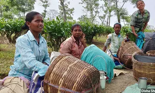 அஸ்ஸாமின் உலக புகழ் பெற்ற தேயிலை தோட்டங்கள் கர்ப்பிணிகளுக்கு கொடியது அஸ்ஸாமின் உலக புகழ் பெற்ற தேயிலை தோட்டங்கள் கர்ப்பிணிகளுக்கு கொடியது