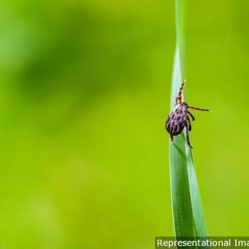 விலங்கு வழி தொற்று பரவலை கட்டுப்படுத்த மேற்குத்தொடர்ச்சி மலை முன்முயற்சி ஏன் படிப்பினையாக இருக்கலாம்