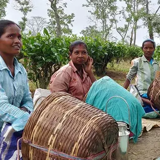அஸ்ஸாமின் உலக புகழ் பெற்ற தேயிலை தோட்டங்கள் கர்ப்பிணிகளுக்கு கொடியது