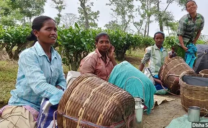 அஸ்ஸாமின் உலக புகழ் பெற்ற தேயிலை தோட்டங்கள் கர்ப்பிணிகளுக்கு கொடியது அஸ்ஸாமின் உலக புகழ் பெற்ற தேயிலை தோட்டங்கள் கர்ப்பிணிகளுக்கு கொடியது